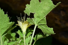 Eucnide bartonioides