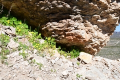 Eucnide bartonioides