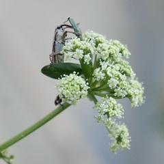 Lixodes taeniatus