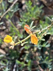 Acmispon glaber