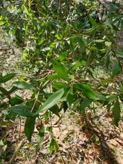 Persoonia