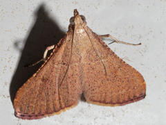 Endotricha ignealis