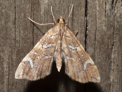 Musotima nitidalis