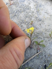 Sisymbrium orientale