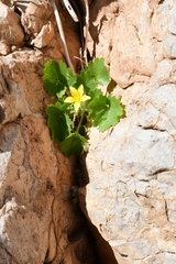 Eucnide bartonioides