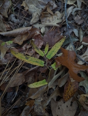 Endodeca serpentaria