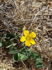 Oxalis pilosa