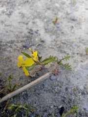 Sisymbrium orientale
