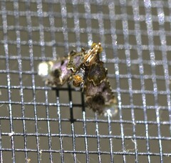 Arescoptera haplocala