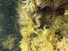 Hippocampus guttulatus
