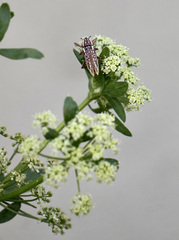 Lixodes taeniatus
