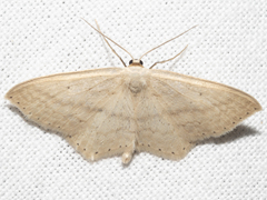 Scopula perlata
