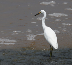 Egretta garzetta