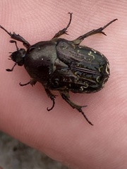 Euphoria leucographa