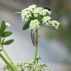 Lixodes taeniatus