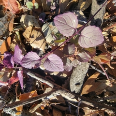 Clinopodium douglasii