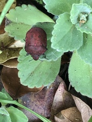 Pachycoris torridus