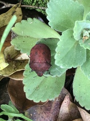 Pachycoris torridus