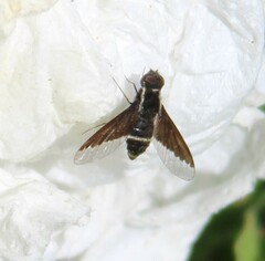 Hemipenthes morioides