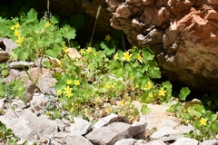 Eucnide bartonioides