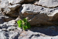 Eucnide bartonioides