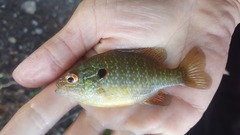 Lepomis peltastes