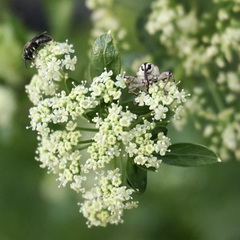 Lixodes taeniatus