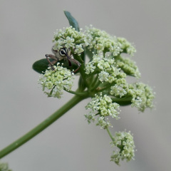 Lixodes taeniatus