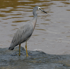 Egretta novaehollandiae