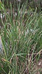 Typha domingensis