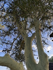 Vachellia xanthophloea