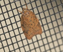 Garrha atripunctatella