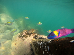 Thalassoma lucasanum