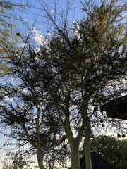 Vachellia xanthophloea