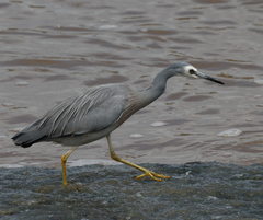 Egretta novaehollandiae
