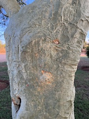 Vachellia xanthophloea