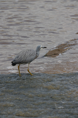 Egretta novaehollandiae