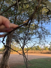 Vachellia xanthophloea