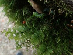 Hymenophyllum
