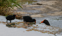 Gallinula tenebrosa