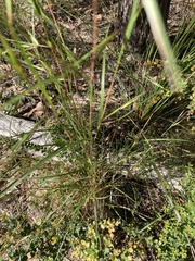 Themeda triandra