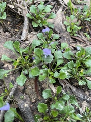 Viola sieberiana