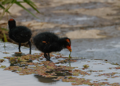 Gallinula tenebrosa