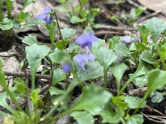 Viola sieberiana