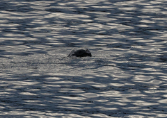 Hydromys chrysogaster