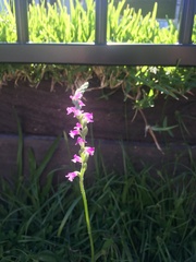 Spiranthes australis