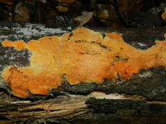 Leucogyrophana mollusca