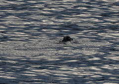 Hydromys chrysogaster