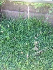 Spiranthes australis