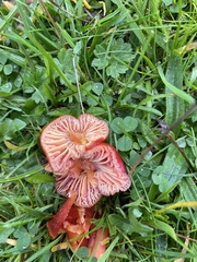 Hygrocybe coccinea